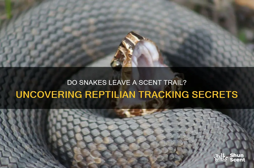 do snakes leave a scent trail