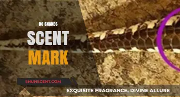 Do Snakes Scent Mark? Unveiling the Truth Behind Snake Communication
