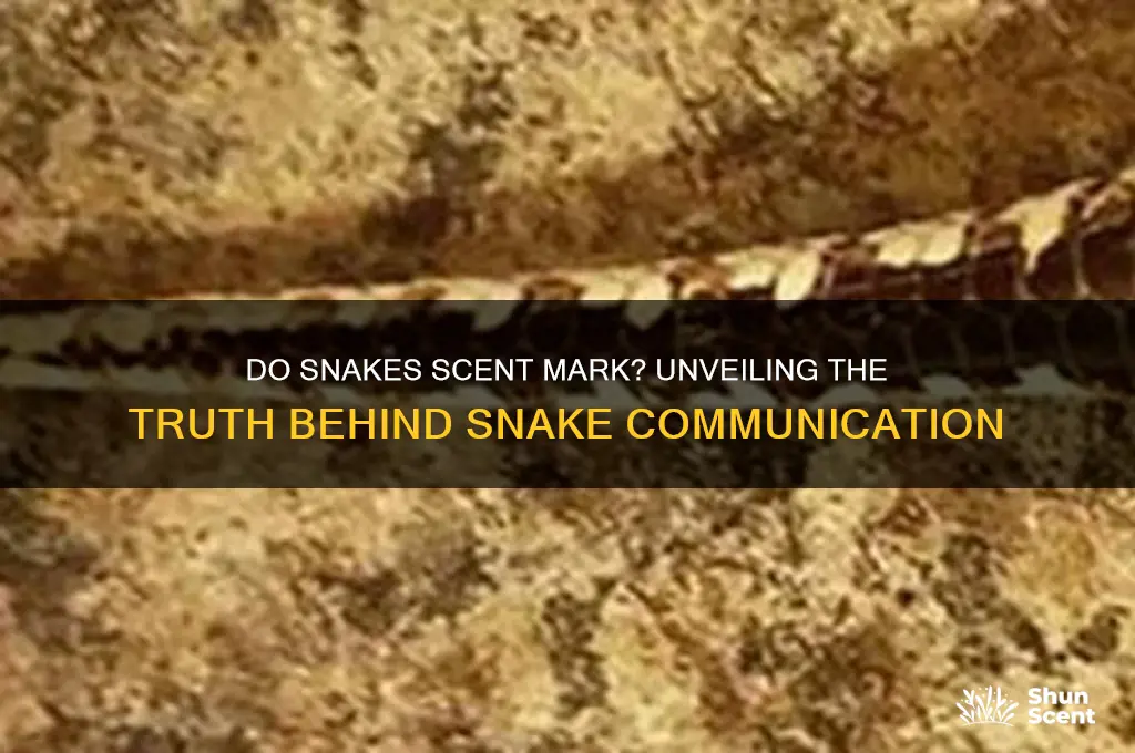 do snakes scent mark