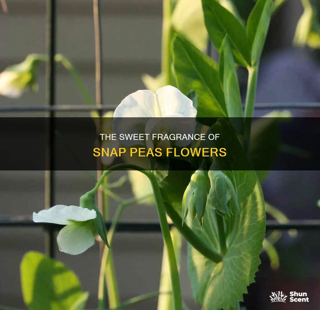 do snap peas flowers have a fragrance