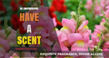 Do Snapdragons Have a Scent? Unveiling Their Fragrant Mystery