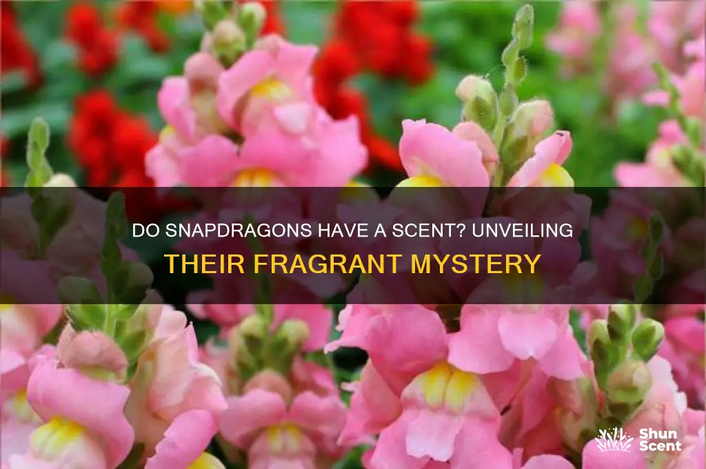 do snapdragons have a scent