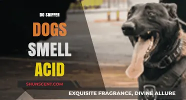 Can Sniffer Dogs Detect Acid? Exploring Their Olfactory Limits