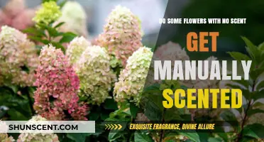 Can Scentless Flowers Be Manually Scented? Exploring Floral Fragrance Techniques