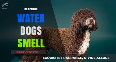 Do Spanish Water Dogs Have a Strong Odor? Facts and Myths