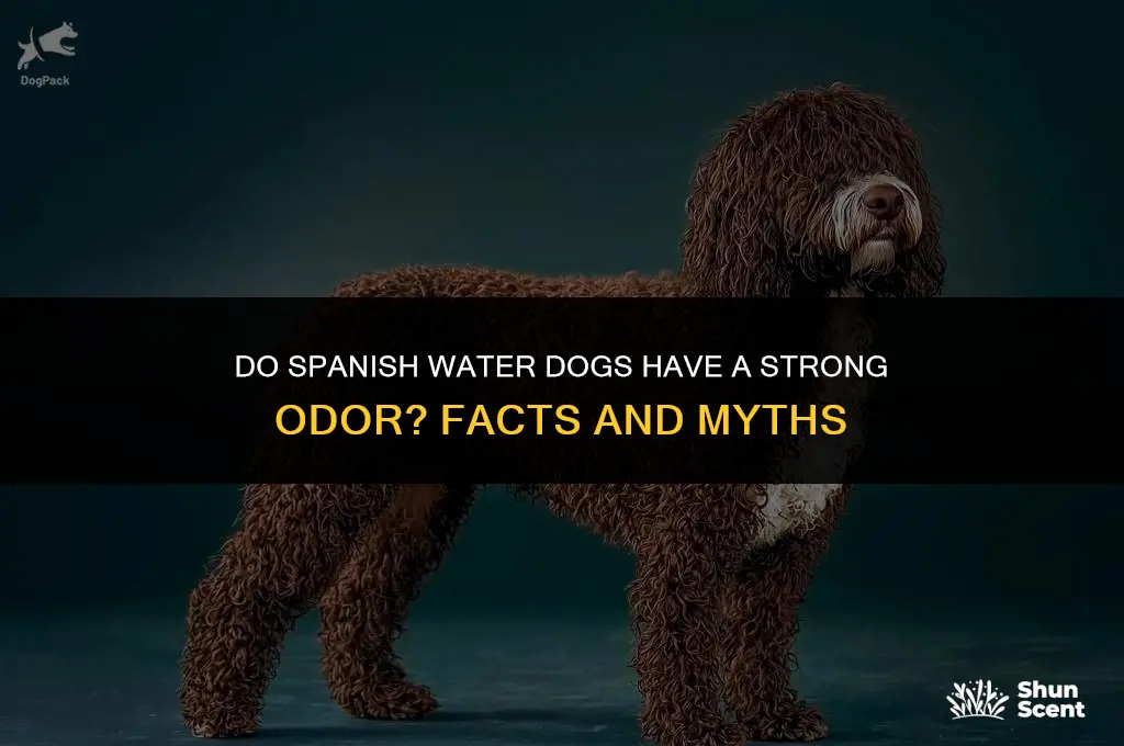 do spanish water dogs smell