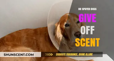 Do Spayed Dogs Emit Scent? Uncovering the Truth About Their Odor