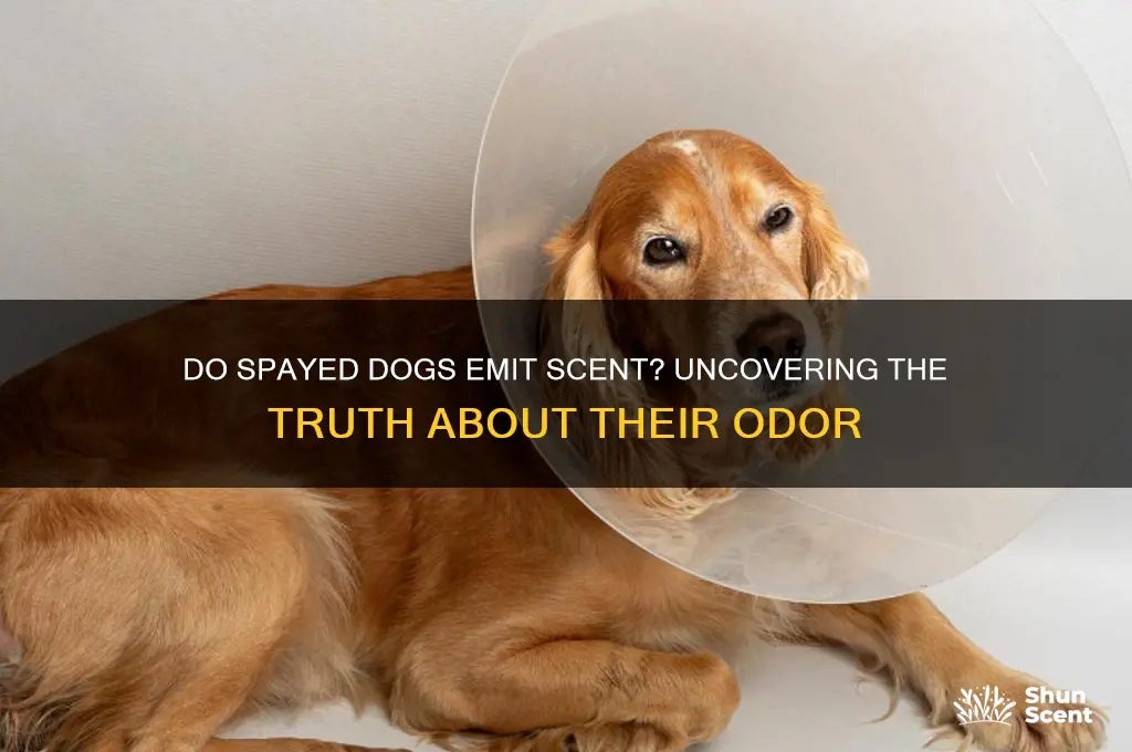 do spayed dogs give off scent