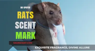 Do Spayed Rats Scent Mark? Understanding Post-Surgery Behavior
