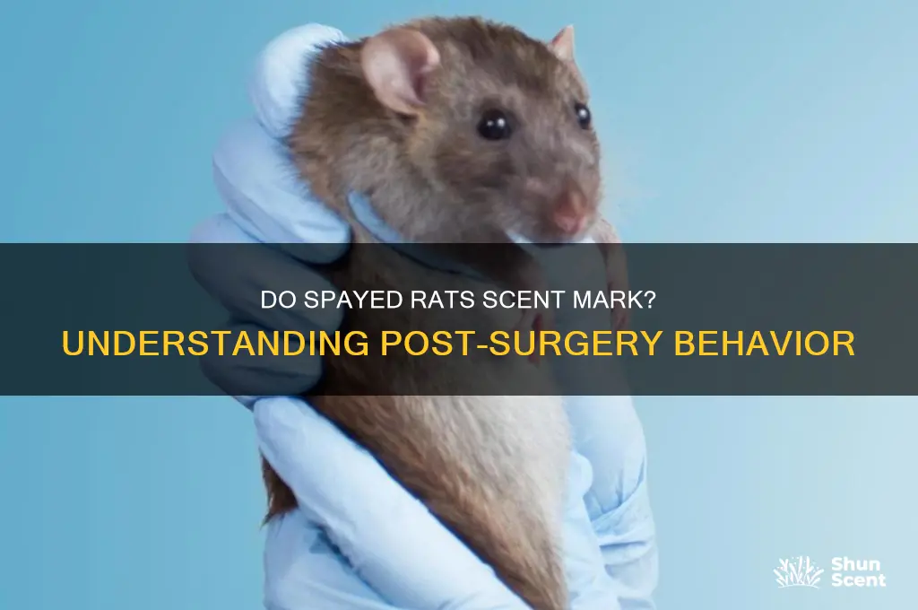 do spayed rats scent mark