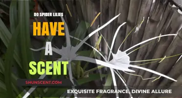 Do Spider Lilies Have a Scent? Unveiling Their Fragrant Mystery