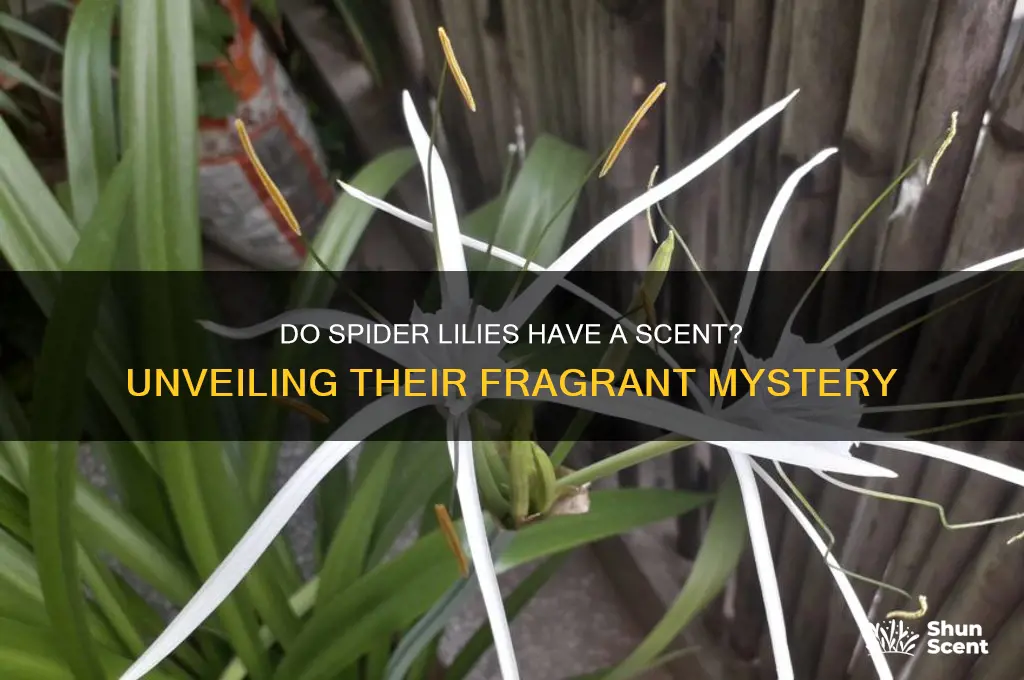 do spider lilies have a scent