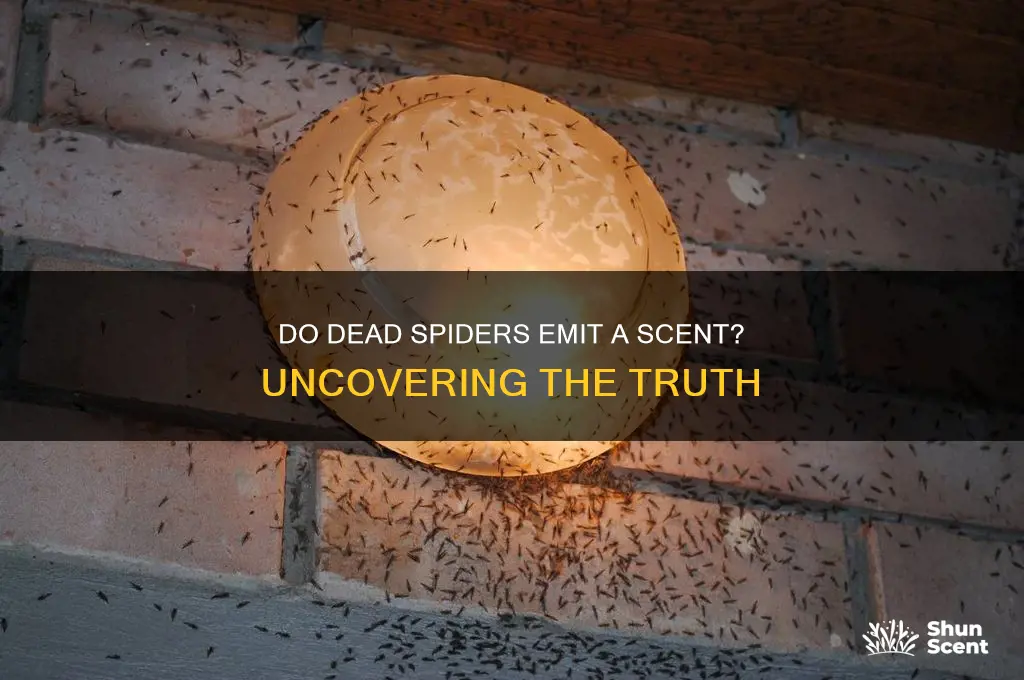 do spiders give off a scent when they die
