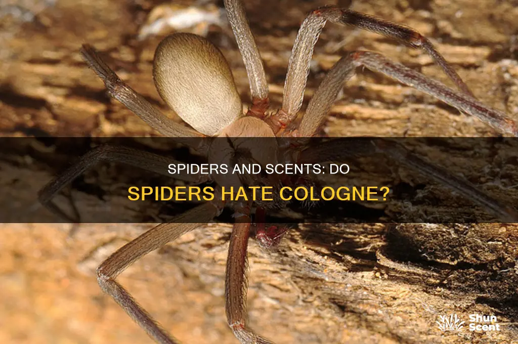 do spiders hate cologne