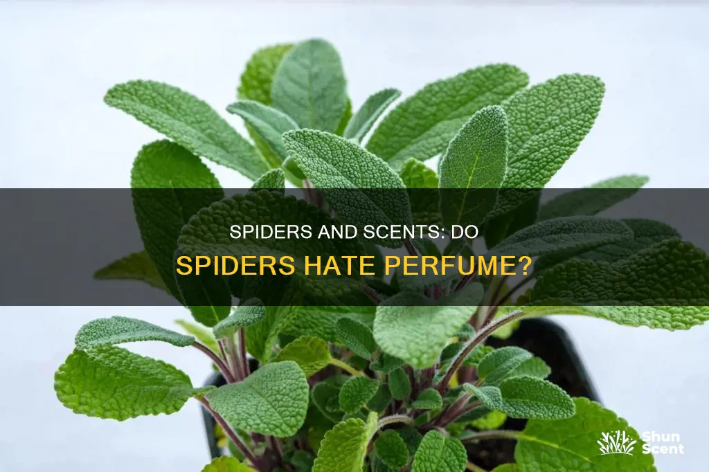 do spiders hate perfume