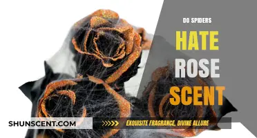 Do Spiders Despise Rose Scent? Unraveling the Aromatic Mystery