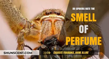 Spiders and Scents: Do They Mix?
