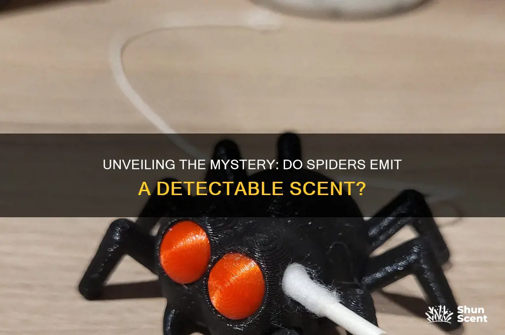 do spiders have a scent