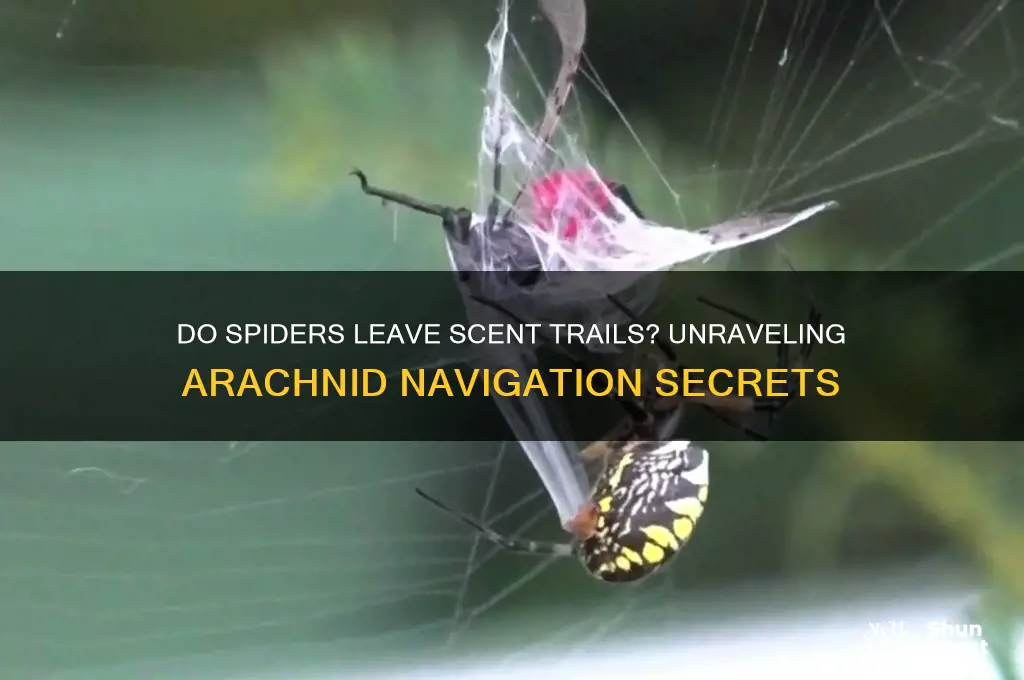 do spiders leave scent trail