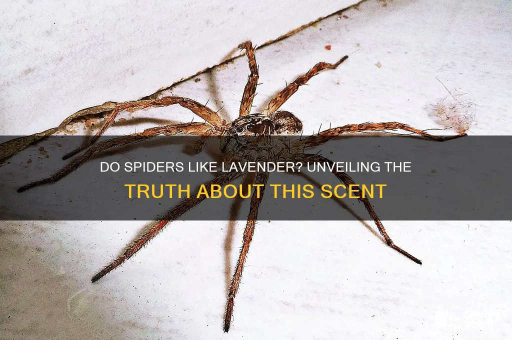 do spiders like lavender scent