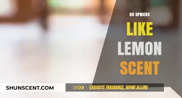 Do Spiders Like Lemon Scent? Unraveling the Myth and Facts