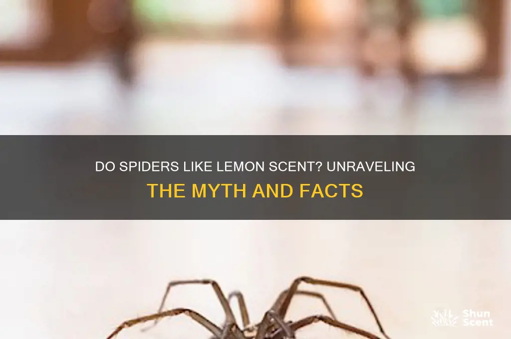 do spiders like lemon scent