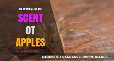 Do Spiders Like the Scent of Apples? Unraveling the Arachnid Mystery