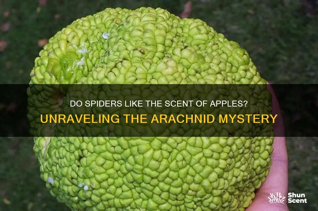 do spiders like the scent ot apples