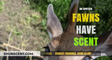 Unveiling the Mystery: Do Spotted Fawns Have a Scent?