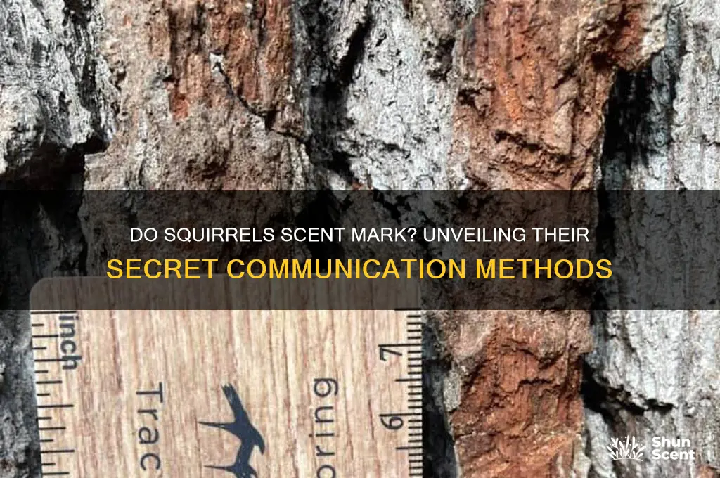 do squirrels scent mark