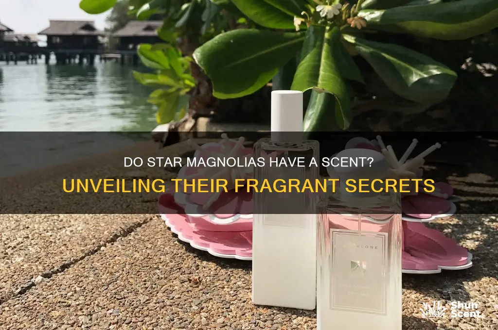 do star magnolias have a scent