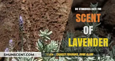 Lavender's Power: Can Its Scent Repel Stinkbugs Effectively?