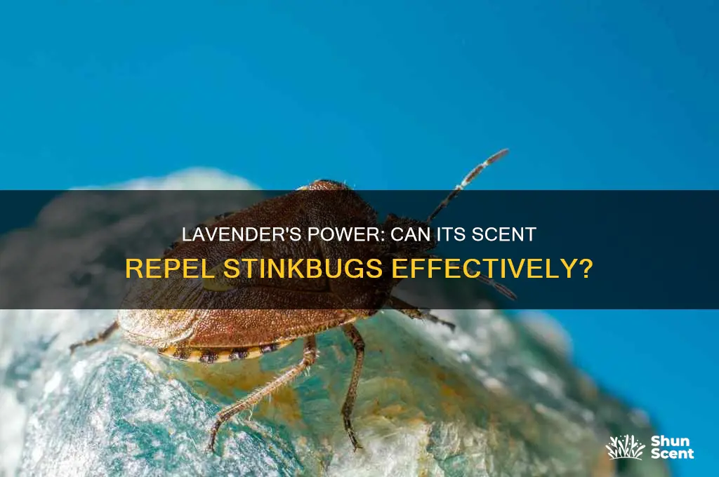 do stinkbugs hate the scent of lavender