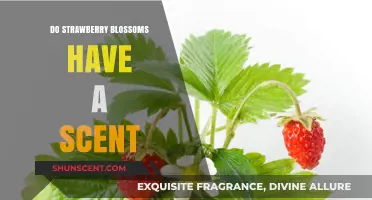 Do Strawberry Blossoms Smell? Unveiling the Scent of Strawberry Flowers