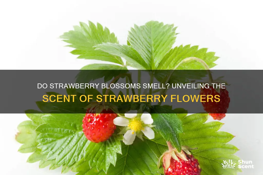 do strawberry blossoms have a scent