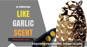 Garlic Scent: Does It Attract Striped Bass? Anglers' Insights