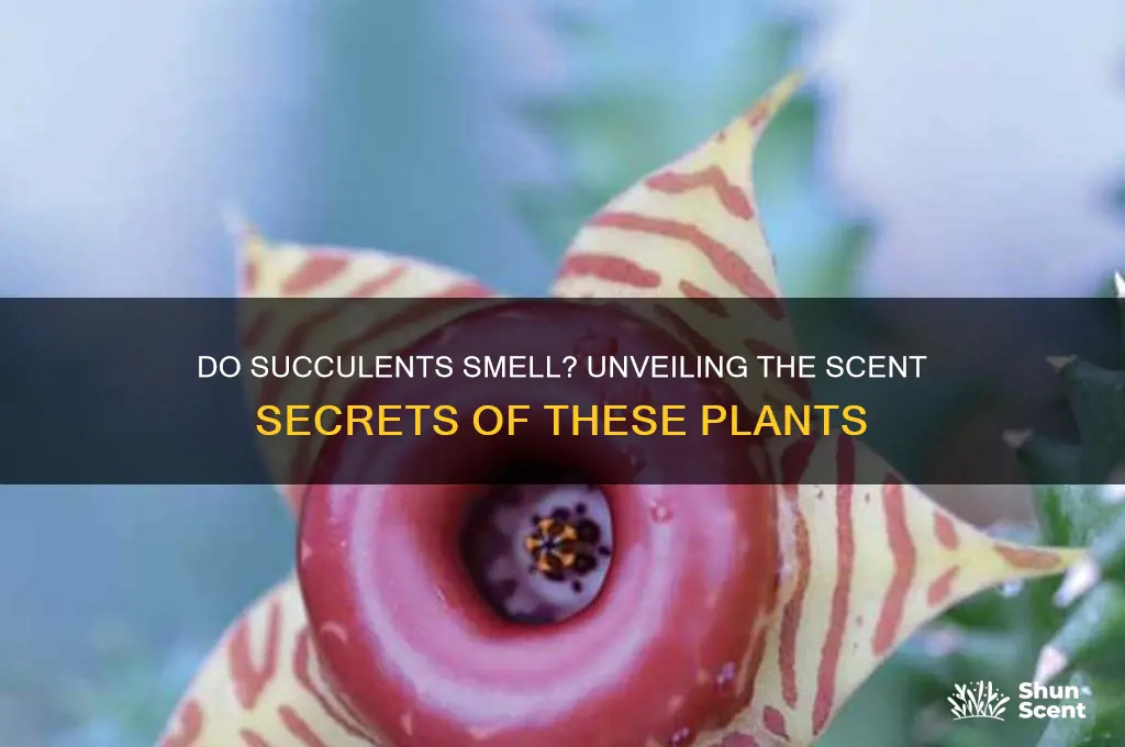 do succulents have a scent