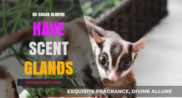Do Sugar Gliders Have Scent Glands? Uncovering Their Unique Traits