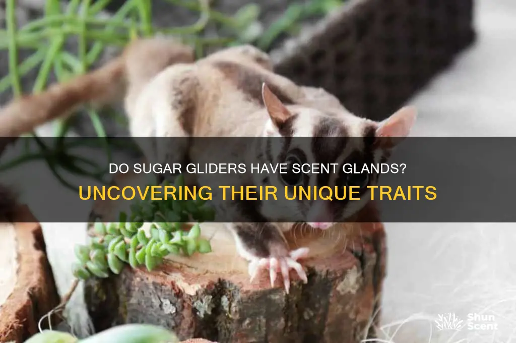 do sugar gliders have scent glands