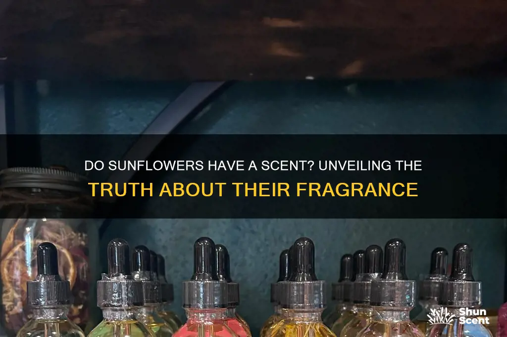 do sunflowers have a scent