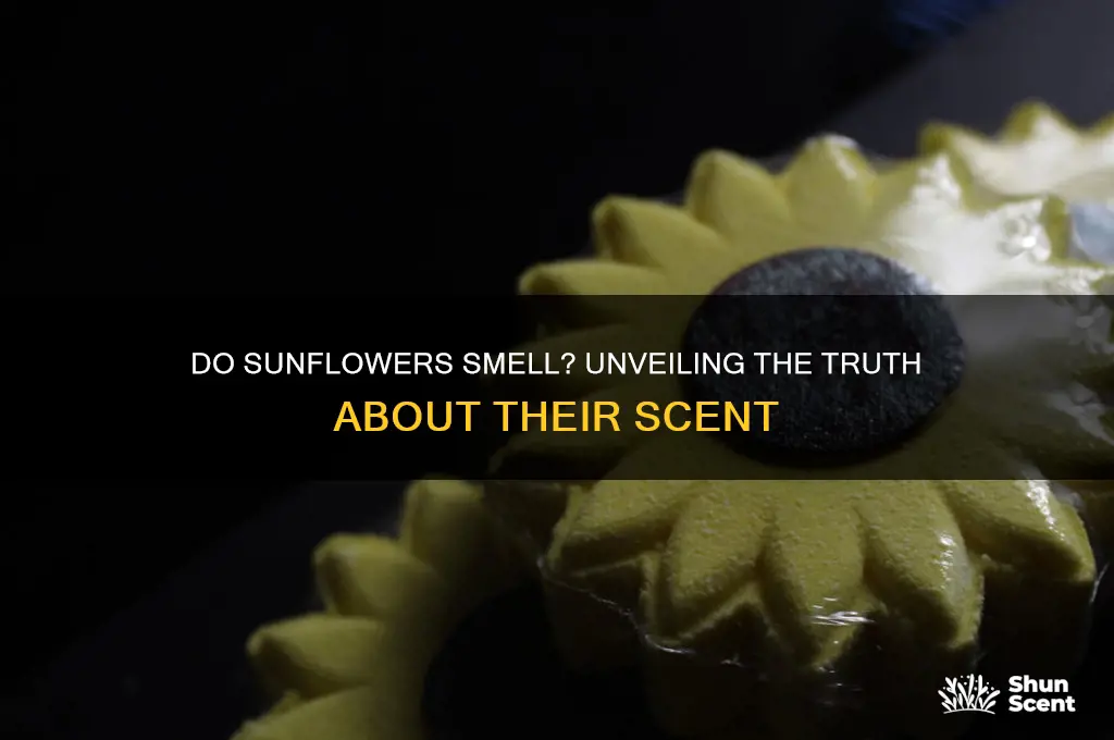 do sunflowers have any scent