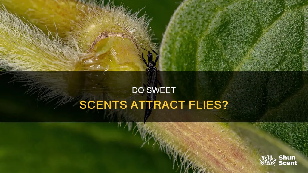 do sweet perfumes attract flies