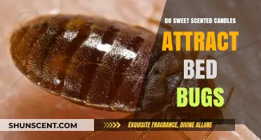 Sweet Scents and Bed Bugs: Do Candles Attract Unwanted Guests?