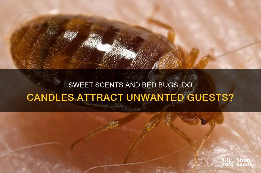 do sweet scented candles attract bed bugs