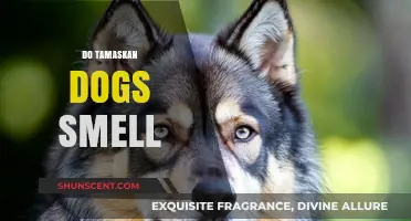 Unveiling the Truth: Do Tamaskan Dogs Really Have a Strong Scent?