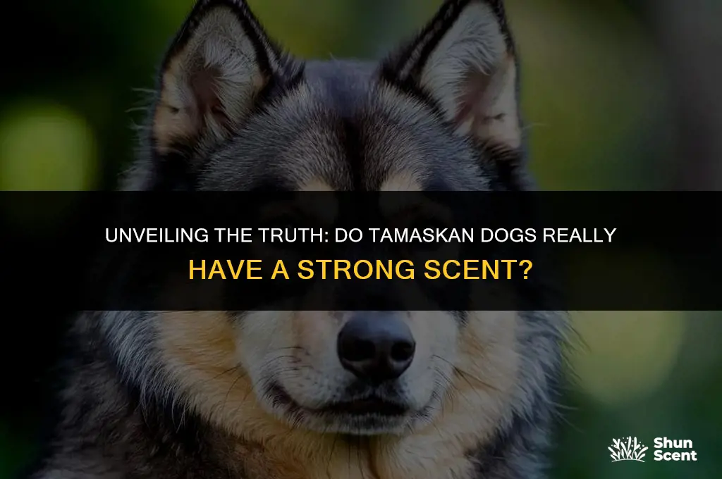 do tamaskan dogs smell