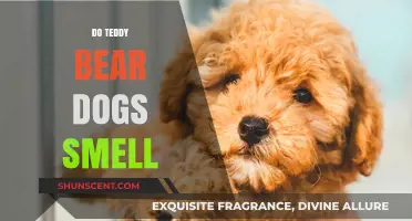 Do Teddy Bear Dogs Smell? Unraveling the Mystery Behind Their Scent