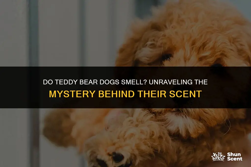 do teddy bear dogs smell