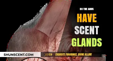 Exploring the Anus: Do Scent Glands Exist in the Anal Region?
