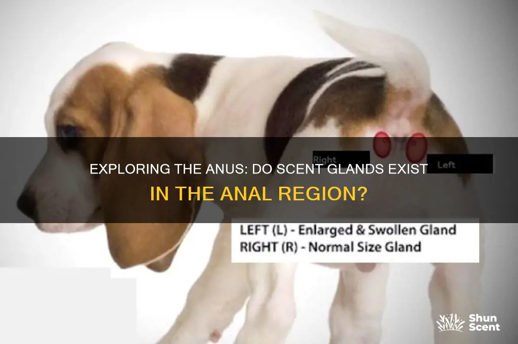 do the anus have scent glands